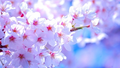 桜咲く！