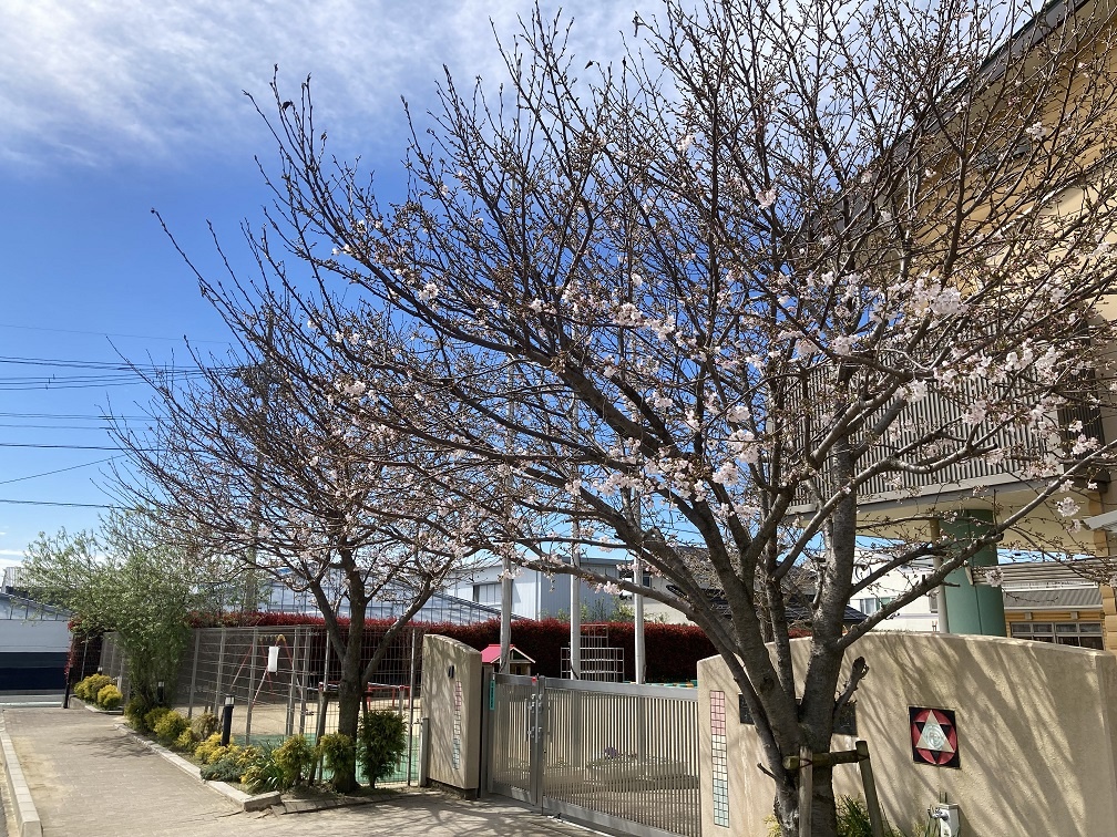 桜
