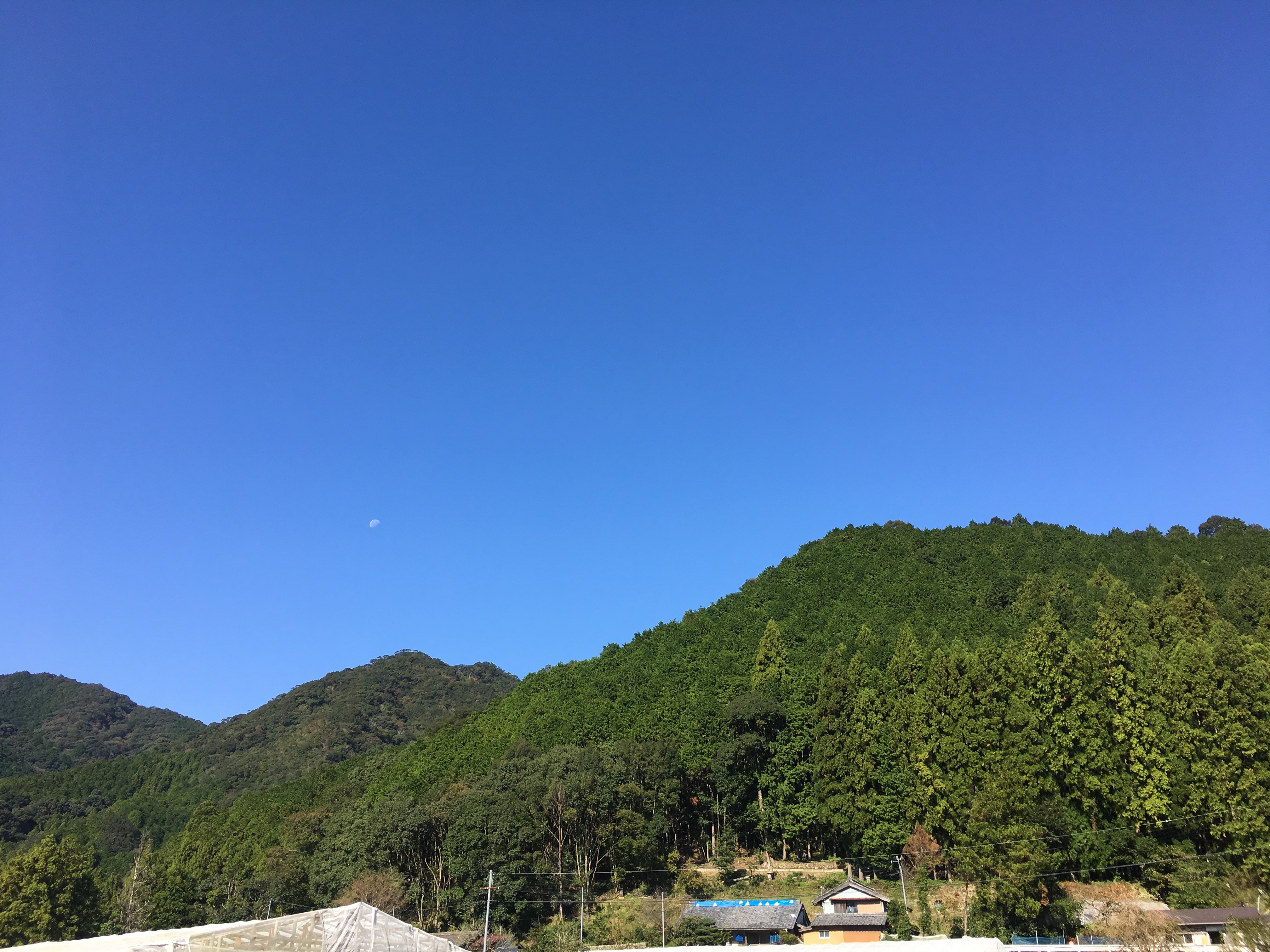 花粉症