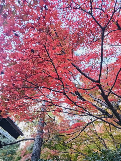 紅葉