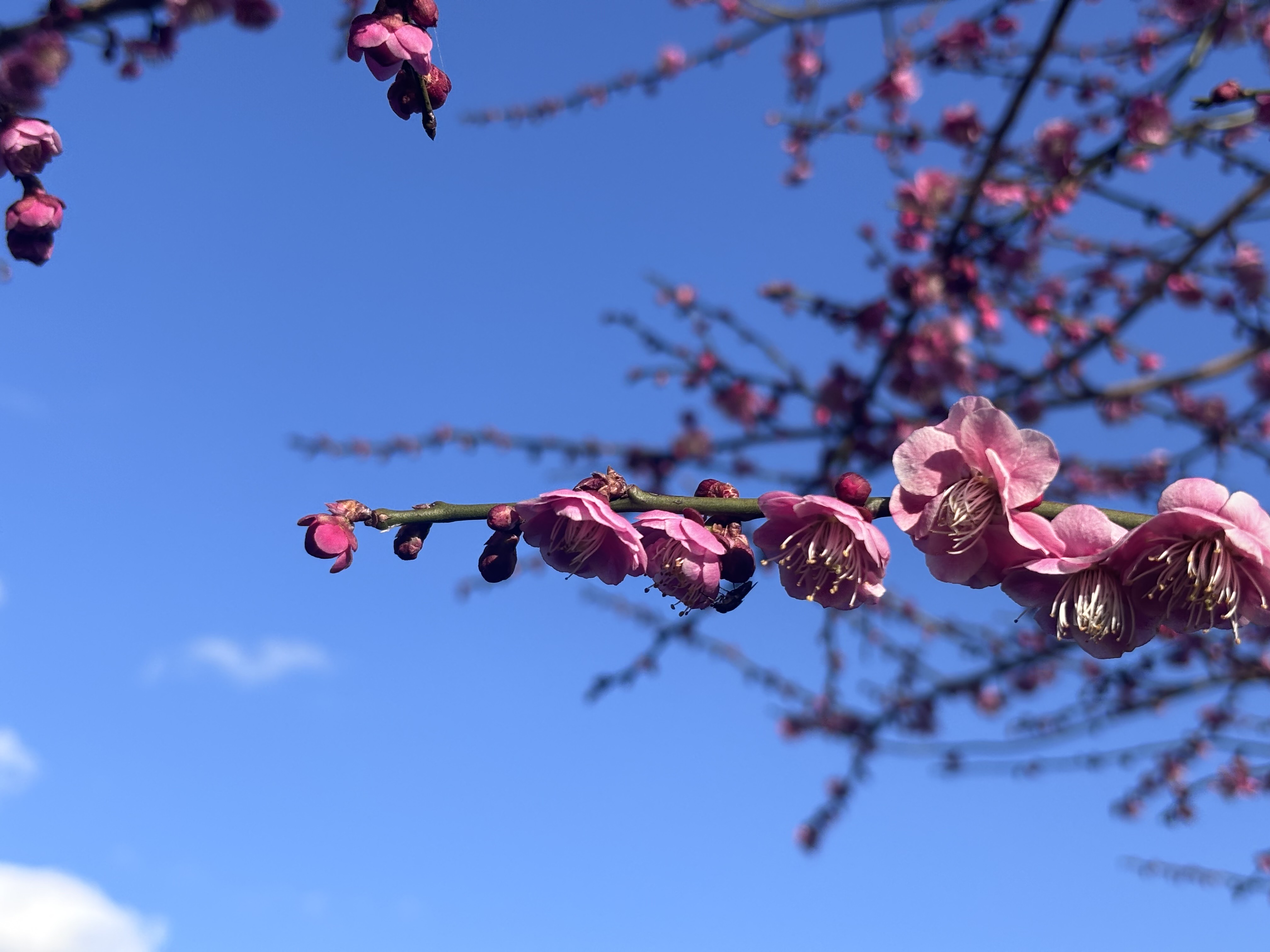 春の訪れ🌸