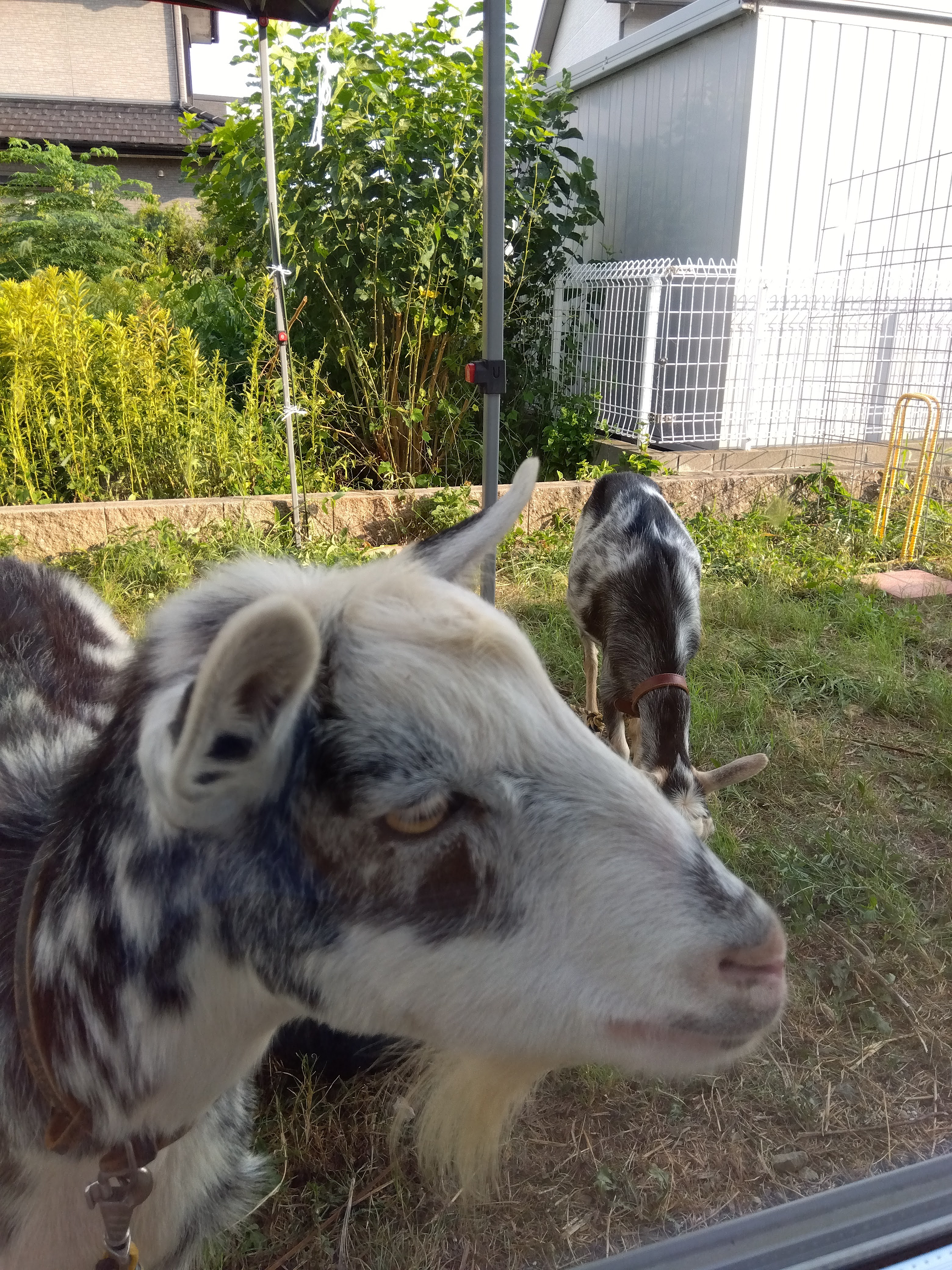 やぎのいる生活🐐