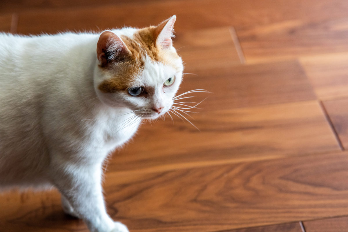 フローリングにたたずむ猫