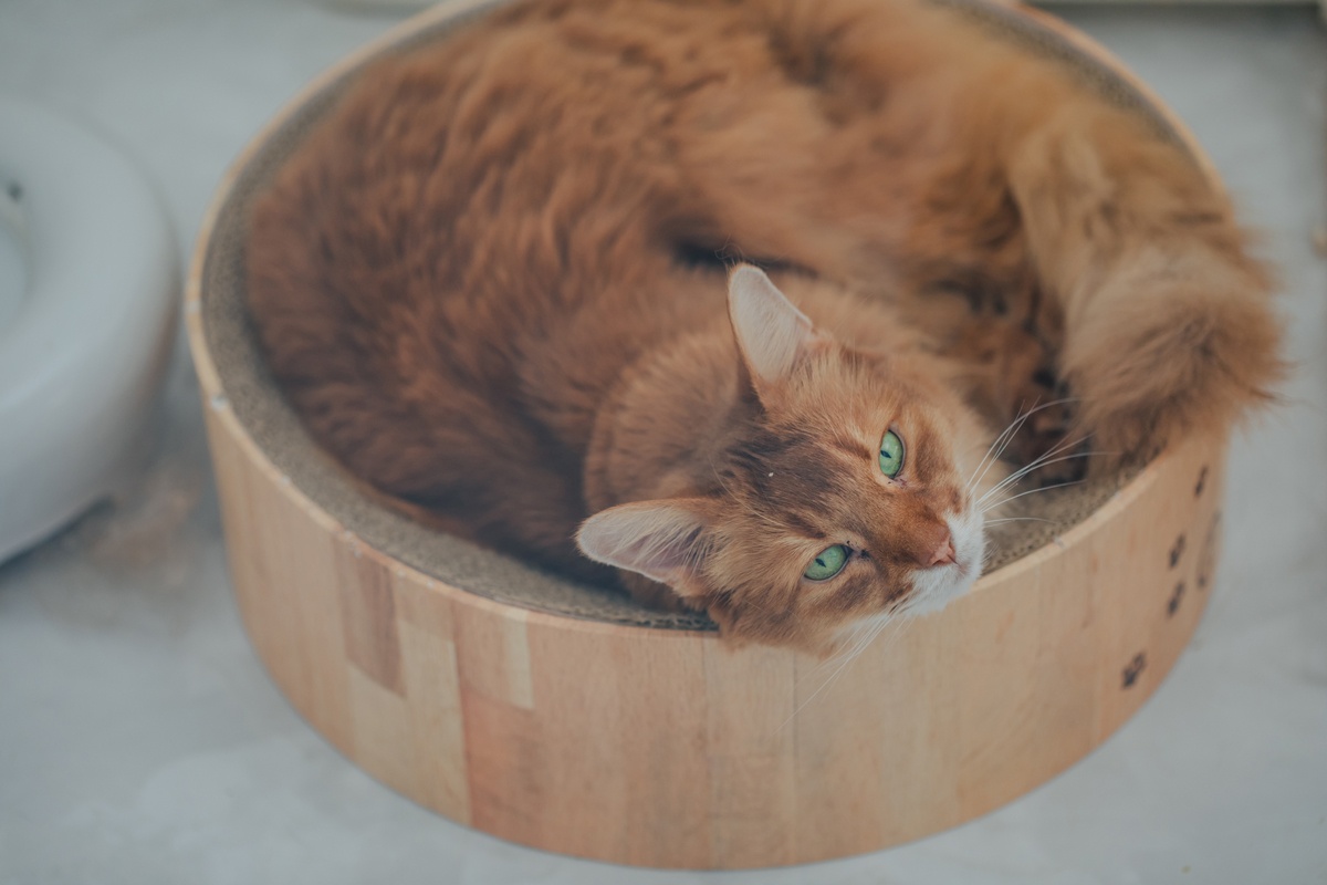 木製のベッドでくつろぐ猫