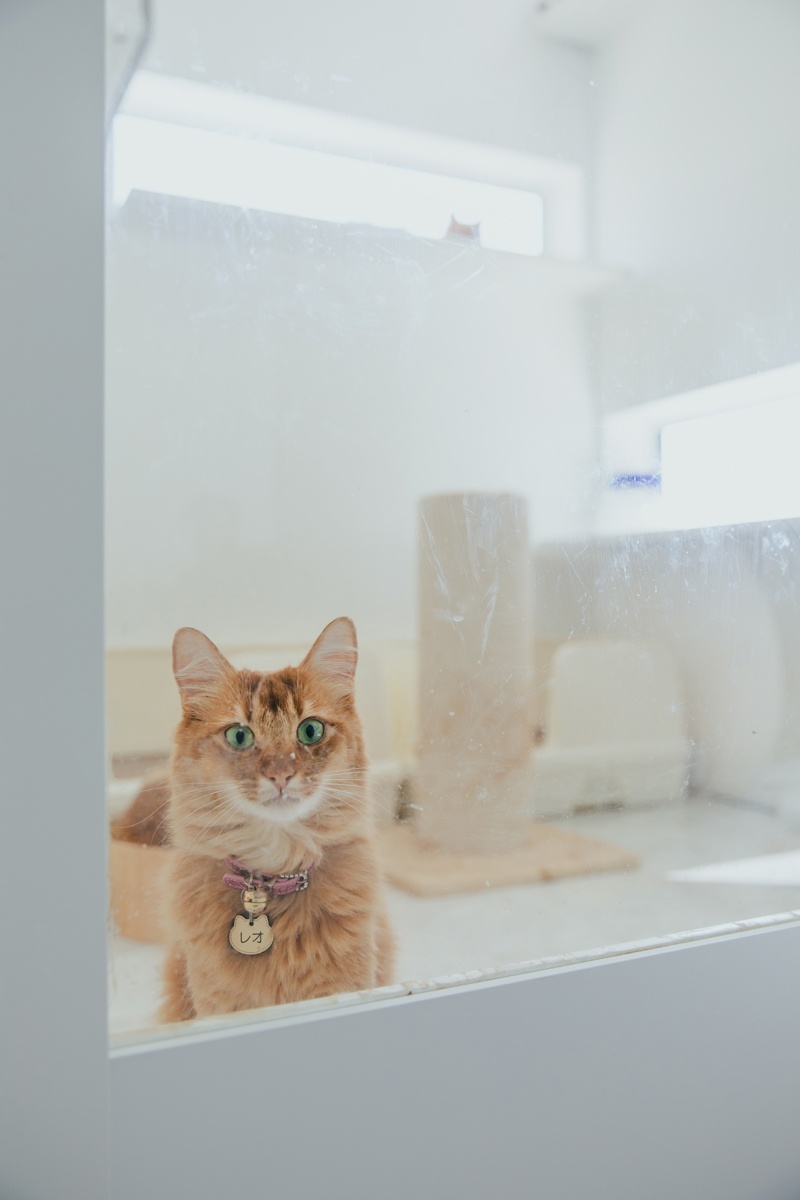 キャットルームでくつろぐ猫