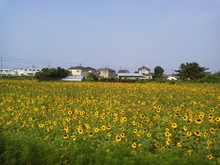 P1000125.JPGのサムネール画像のサムネール画像