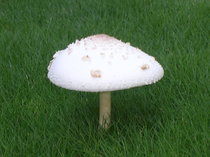 DSCN8563.JPG