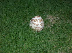 DSCN8832.JPG