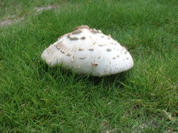 DSCN8836.JPG