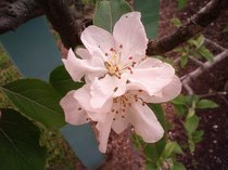花2