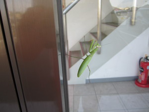 IMG_3397.JPG
