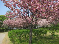 IMG_8535.JPG