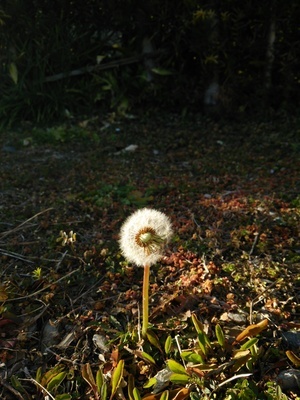 DSC_3536.JPG