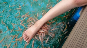 ２０１７．８．7魚 (1).JPG