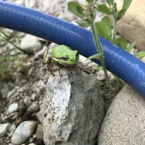カエル1.JPG