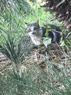猫.jpg