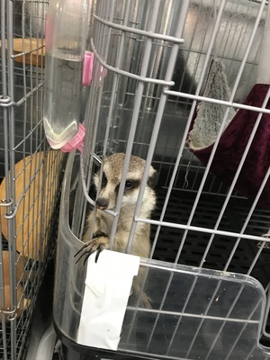 ミーアキャット.JPG