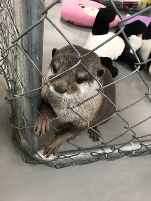 カワウソ.JPG