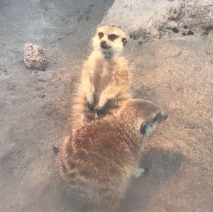 ミーアキャット2.JPG