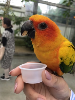 インコ.JPG