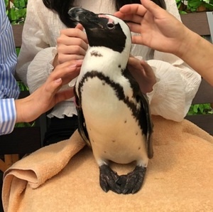 ぺんぎん.jpg