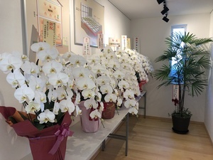 IMG_6648花.JPG