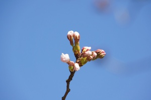 つぼみ桜写真.jpg