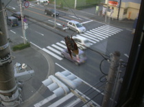 蝉の写真.jpg